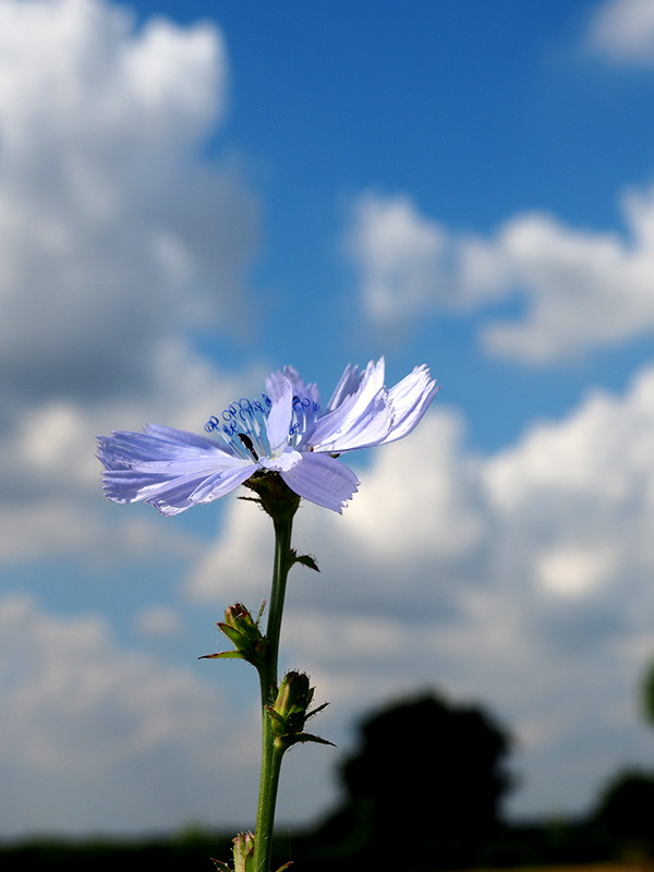 Common chicory Cichorium intybus