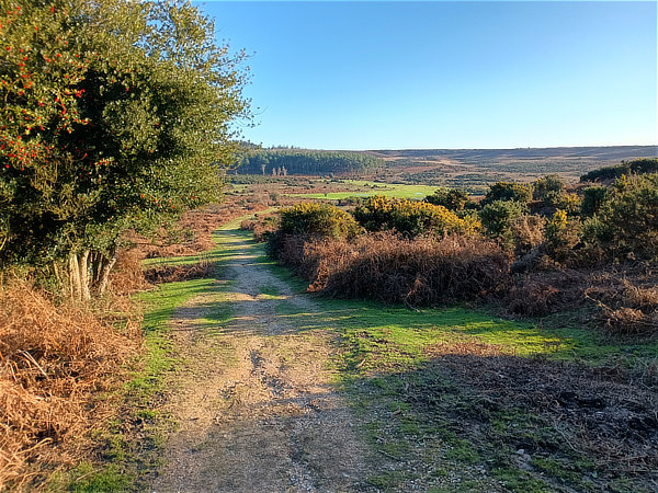 New Forest: Godshill to Sandy Balls walk