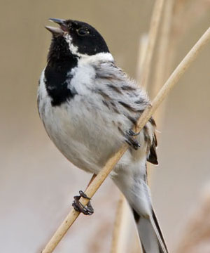 Paglesham birds