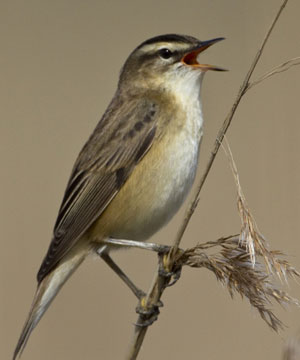 Paglesham birds