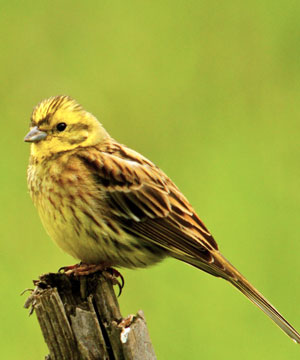 Paglesham birds