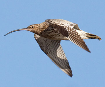 Paglesham birds